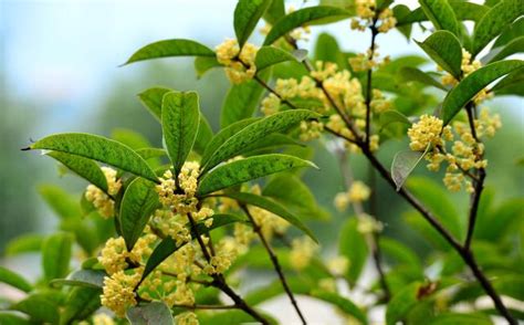 桂花種植土壤|桂花種植指南：微酸土壤、適當澆水、適度遮蔭，打造。